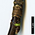 SpeciesSub: subsp. sterculiaceum